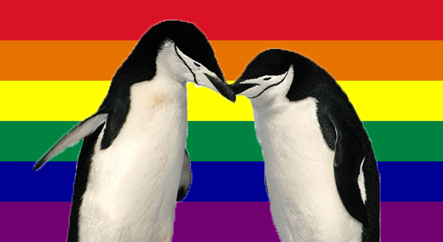Gay-Flag-Penguins_latte190816